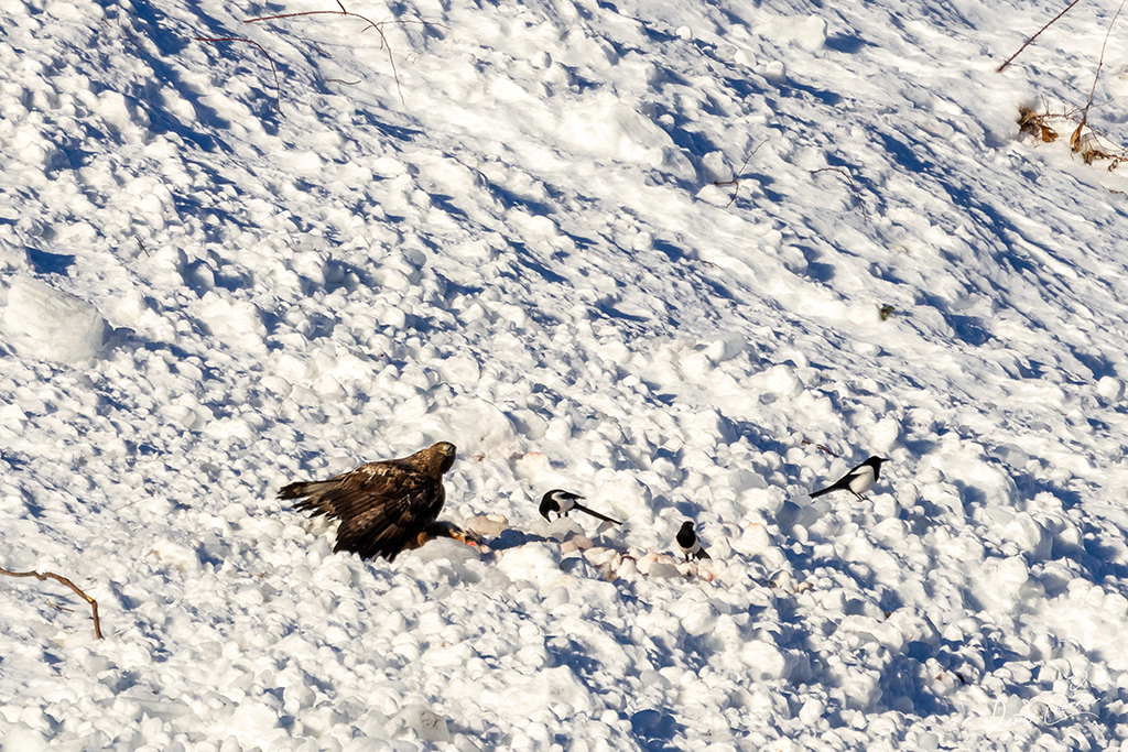 Aigle Royal entrain de se nourrir d'un renard mort dans une coulée d'avalanche dans la Vallée de Champagny-en-Vanoise