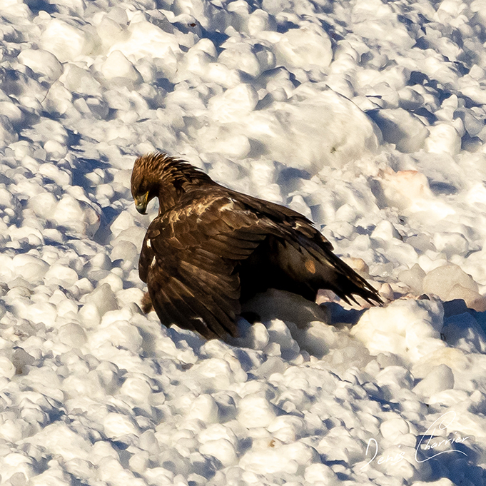 Aigle Royal entrain de se nourrir d'un renard mort dans une coulée d'avalanche dans la Vallée de Champagny-en-Vanoise