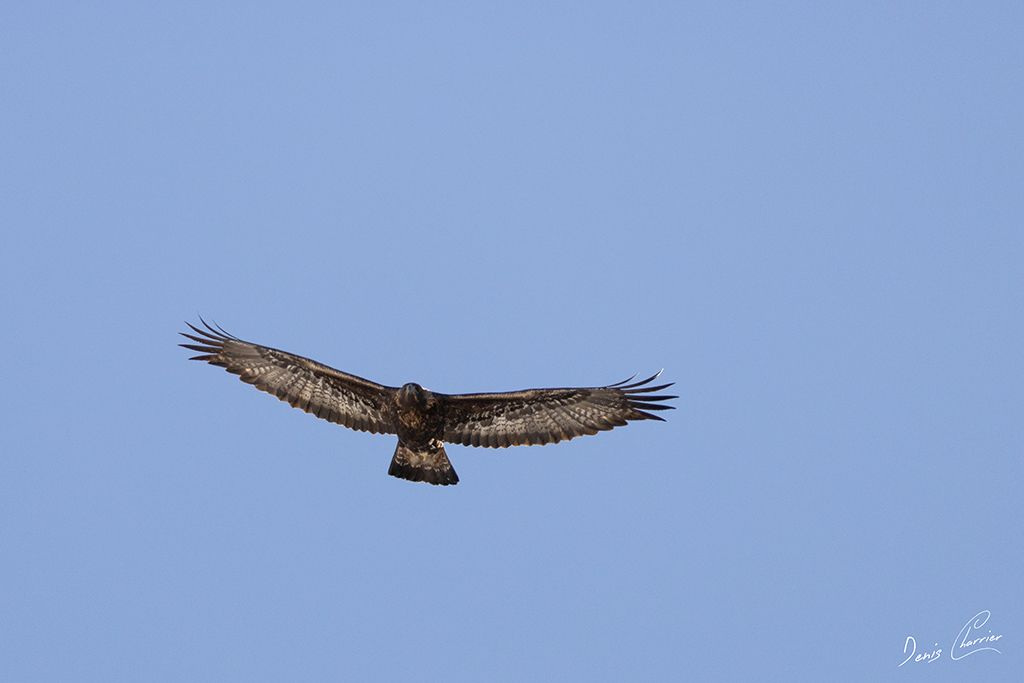 Aigle Royal en vol au dessus du Mont Bochor, en Vanoise