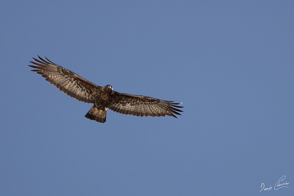 Aigle Royal en vol au dessus du Mont Bochor, en Vanoise