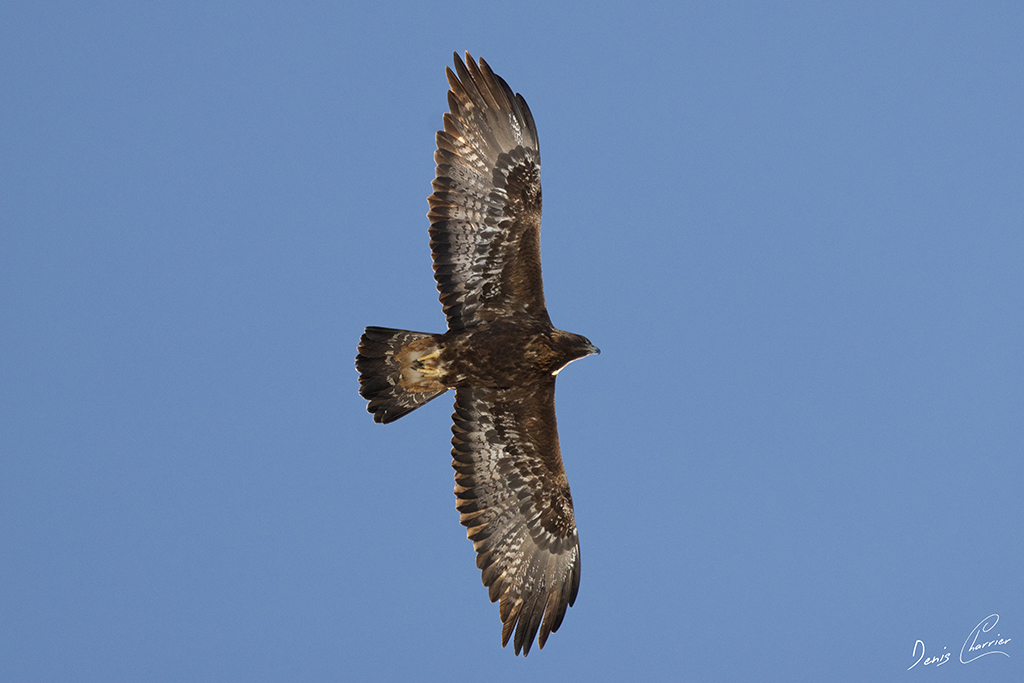 Aigle Royal en vol au dessus du Mont Bochor, en Vanoise
