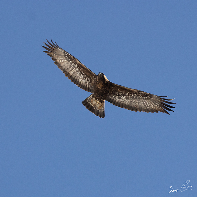 Aigle Royal en vol au dessus du Mont Bochor, en Vanoise