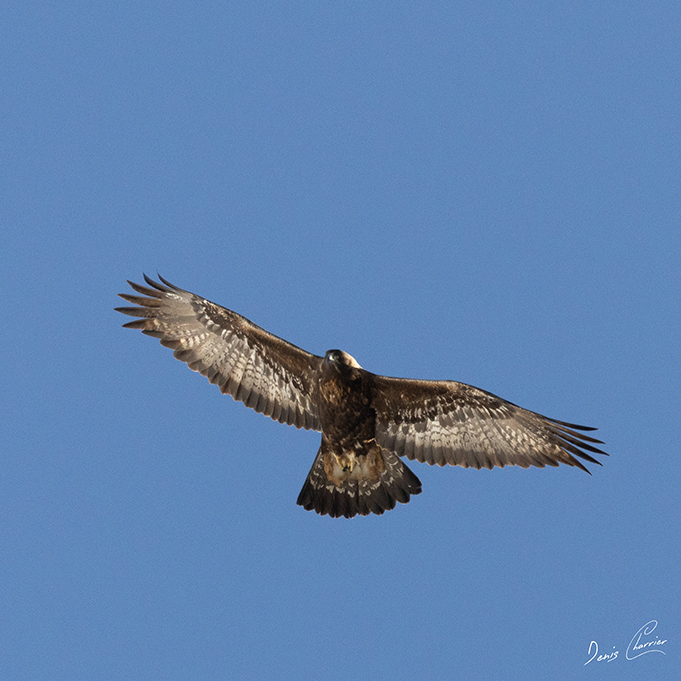 Aigle Royal en vol au dessus du Mont Bochor, en Vanoise