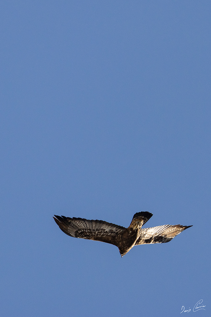 Aigle Royal en vol au dessus du Mont Bochor, en Vanoise