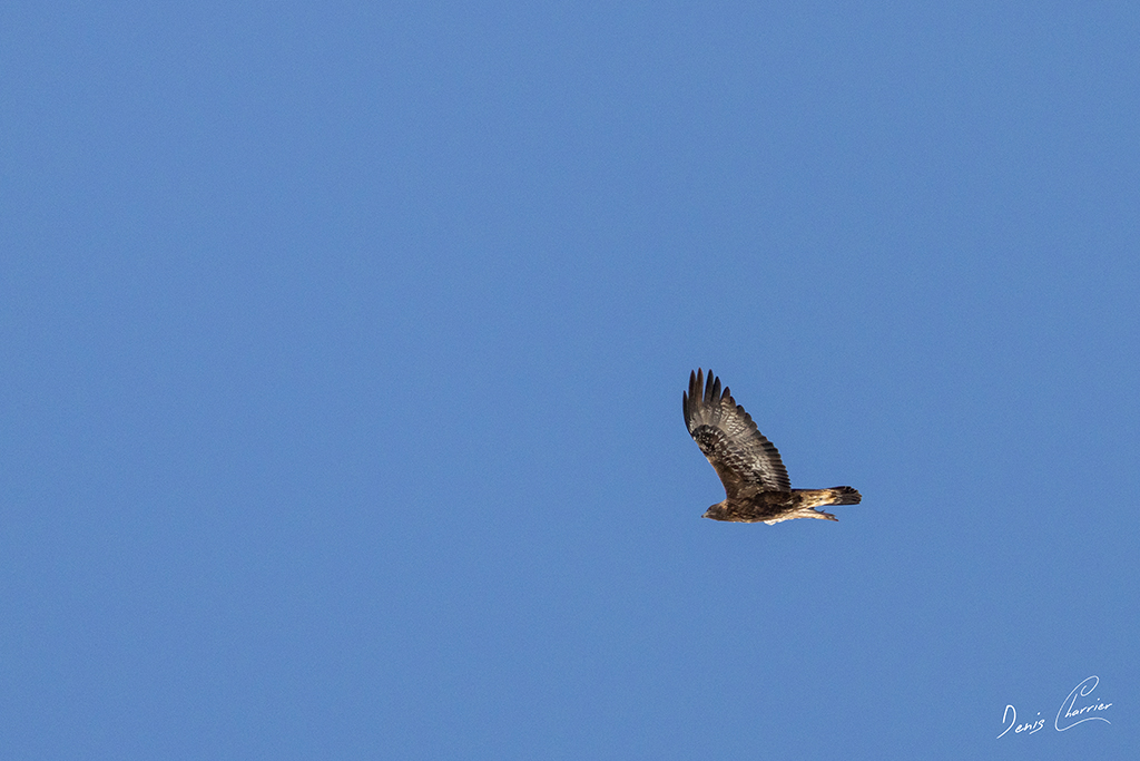 Aigle Royal en vol au dessus du Mont Bochor, en Vanoise
