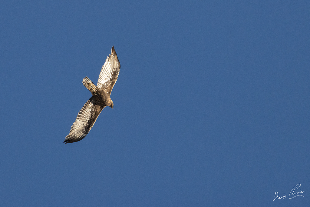 Aigle Royal en vol au dessus du Mont Bochor, en Vanoise