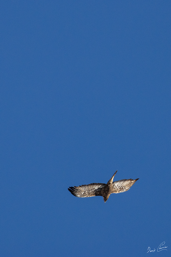 Aigle Royal en vol au dessus du Mont Bochor, en Vanoise