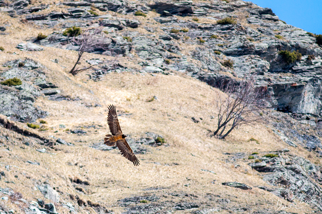 Gypaète barbu immature en vol au dessus de la Vallée de Champagny-en-Vanoise