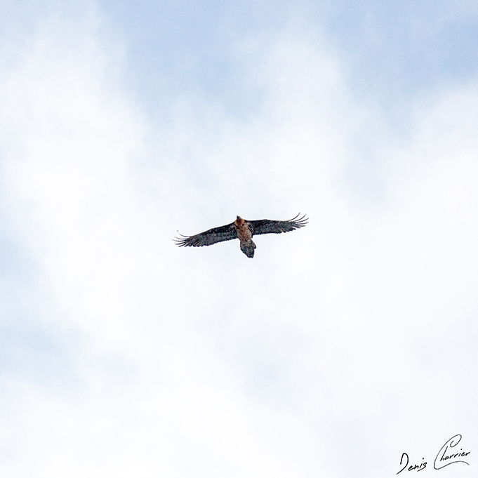 Gypaète barbu en vol au dessus de la Vallée de Champagny-en-Vanoise