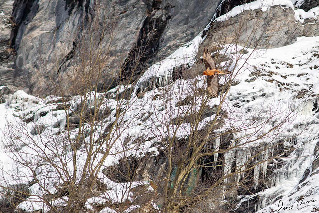Gypaète barbu en vol au dessus de la Vallée de Champagny-en-Vanoise