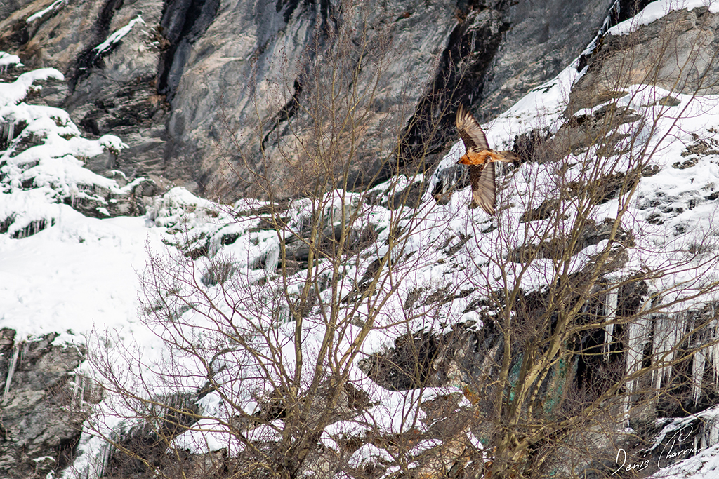 Gypaète barbu en vol au dessus de la Vallée de Champagny-en-Vanoise