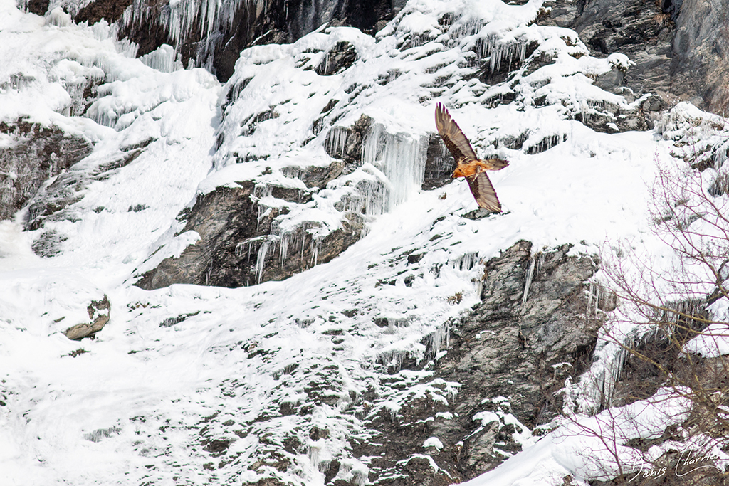 Gypaète barbu en vol au dessus de la Vallée de Champagny-en-Vanoise