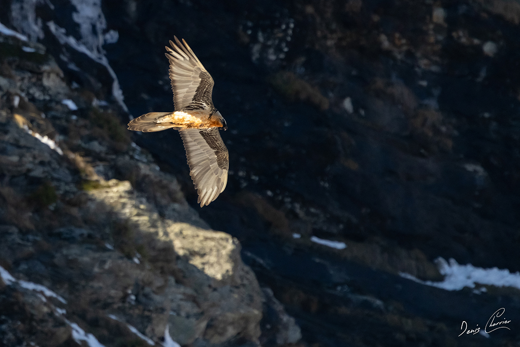Gypaète barbu en vol au dessus de la Vallée de Champagny-en-Vanoise