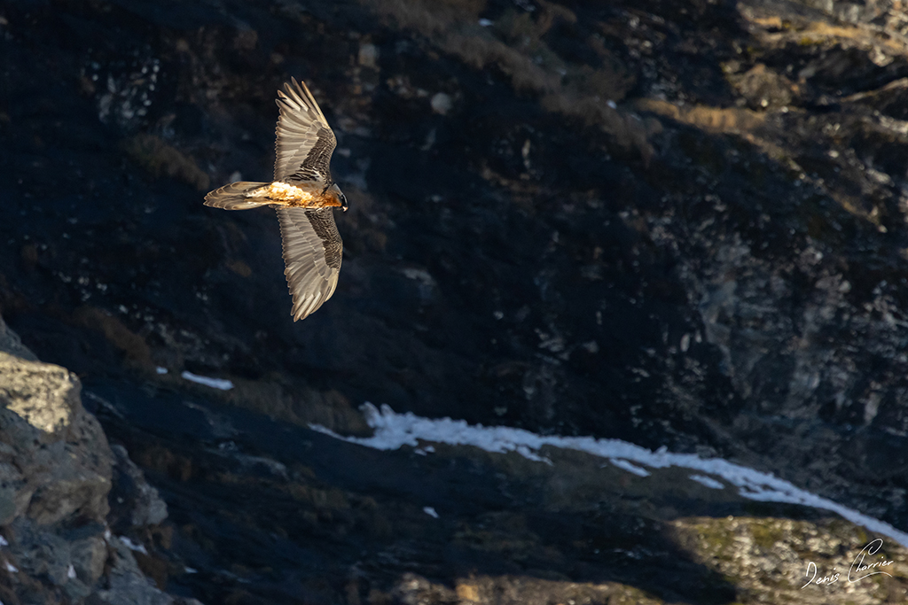Gypaète barbu en vol au dessus de la Vallée de Champagny-en-Vanoise