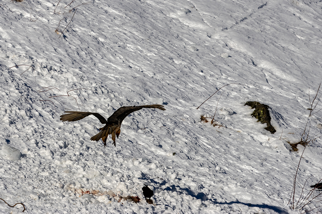 Gypaète barbu entrain de se poser près d'un renard mort dans une coulée d'avalanche dans la Vallée de Champagny-en-Vanoise