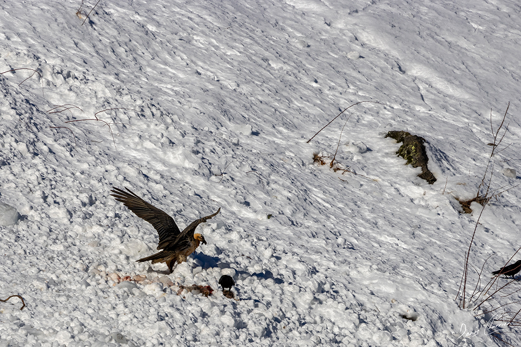 Gypaète barbu entrain de se poser près d'un renard mort dans une coulée d'avalanche dans la Vallée de Champagny-en-Vanoise