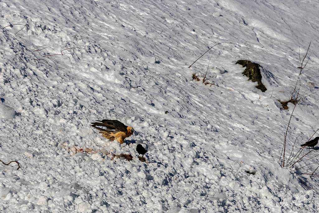 Gypaète barbu entrain de se poser près d'un renard mort dans une coulée d'avalanche dans la Vallée de Champagny-en-Vanoise