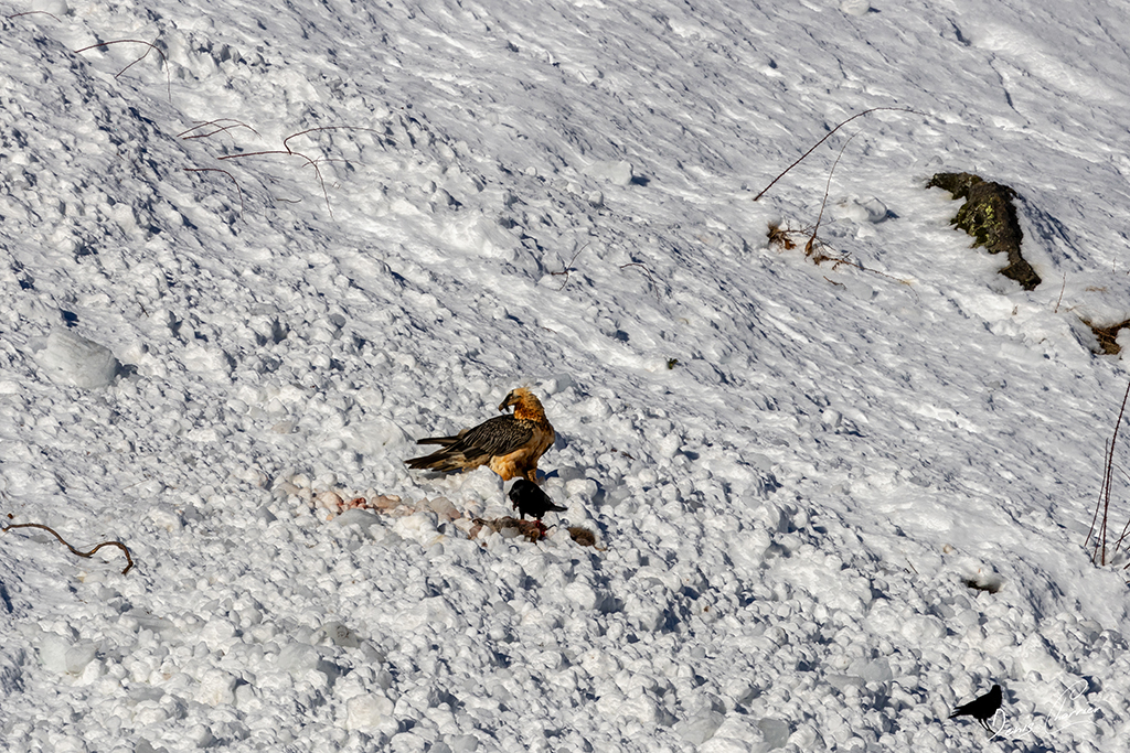 Gypaète barbu entrain de se poser près d'un renard mort dans une coulée d'avalanche dans la Vallée de Champagny-en-Vanoise