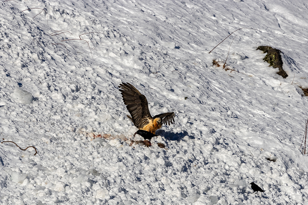 Gypaète barbu entrain de se poser près d'un renard mort dans une coulée d'avalanche dans la Vallée de Champagny-en-Vanoise