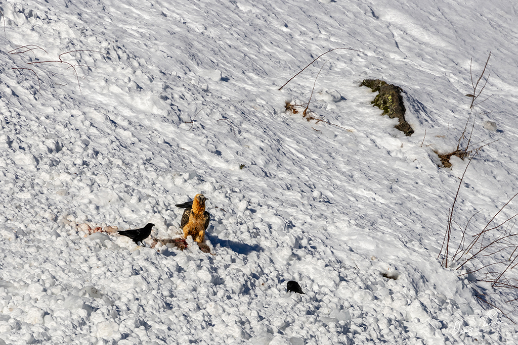 Gypaète barbu entrain de se poser près d'un renard mort dans une coulée d'avalanche dans la Vallée de Champagny-en-Vanoise