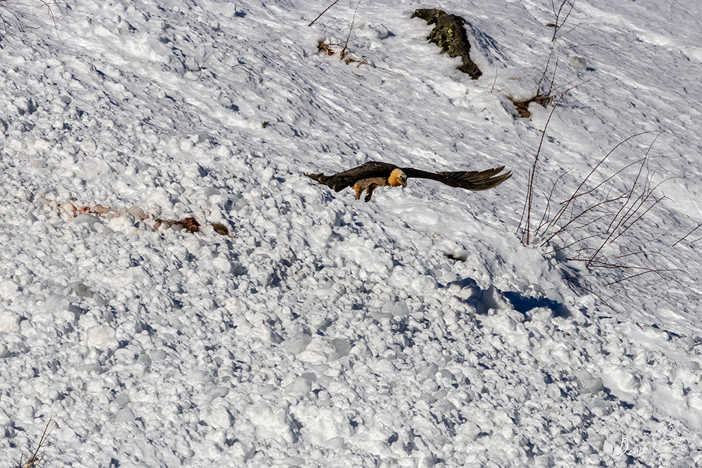 Gypaète barbu entrain de se poser près d'un renard mort dans une coulée d'avalanche dans la Vallée de Champagny-en-Vanoise