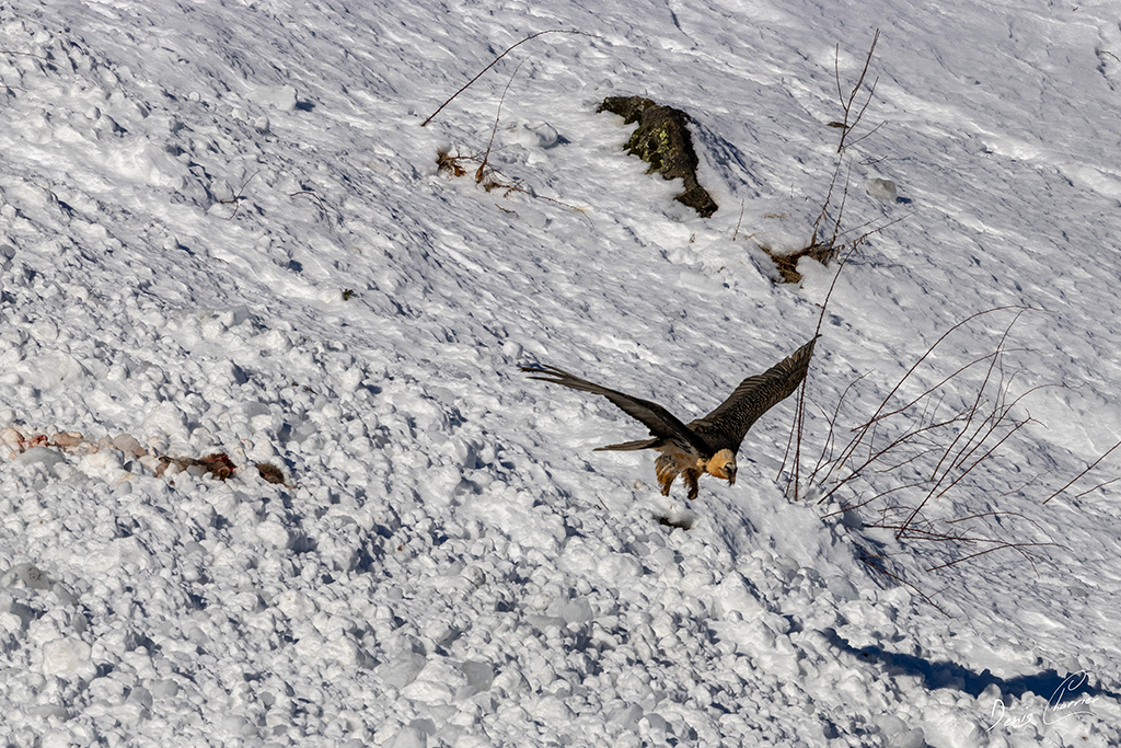 Gypaète barbu entrain de se poser près d'un renard mort dans une coulée d'avalanche dans la Vallée de Champagny-en-Vanoise