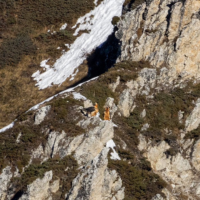 Couple de Gypaètes barbu posé sur un éperon rocheux près du Mont Bochor, en Vanoise