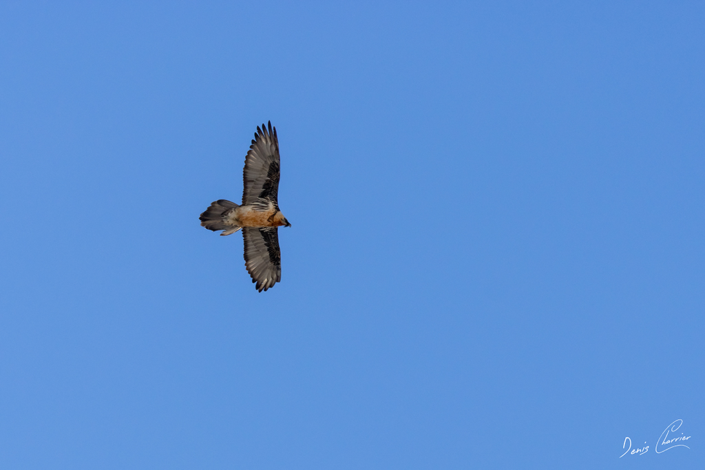 Gypaète barbu en vol au dessus du Mont Bochor, en Vanoise