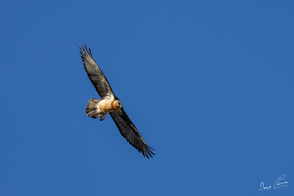 Gypaète barbu en vol au dessus du Mont Bochor, en Vanoise