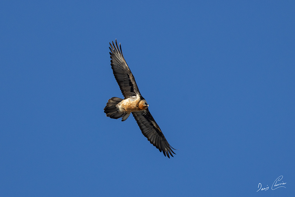 Gypaète barbu en vol au dessus du Mont Bochor, en Vanoise