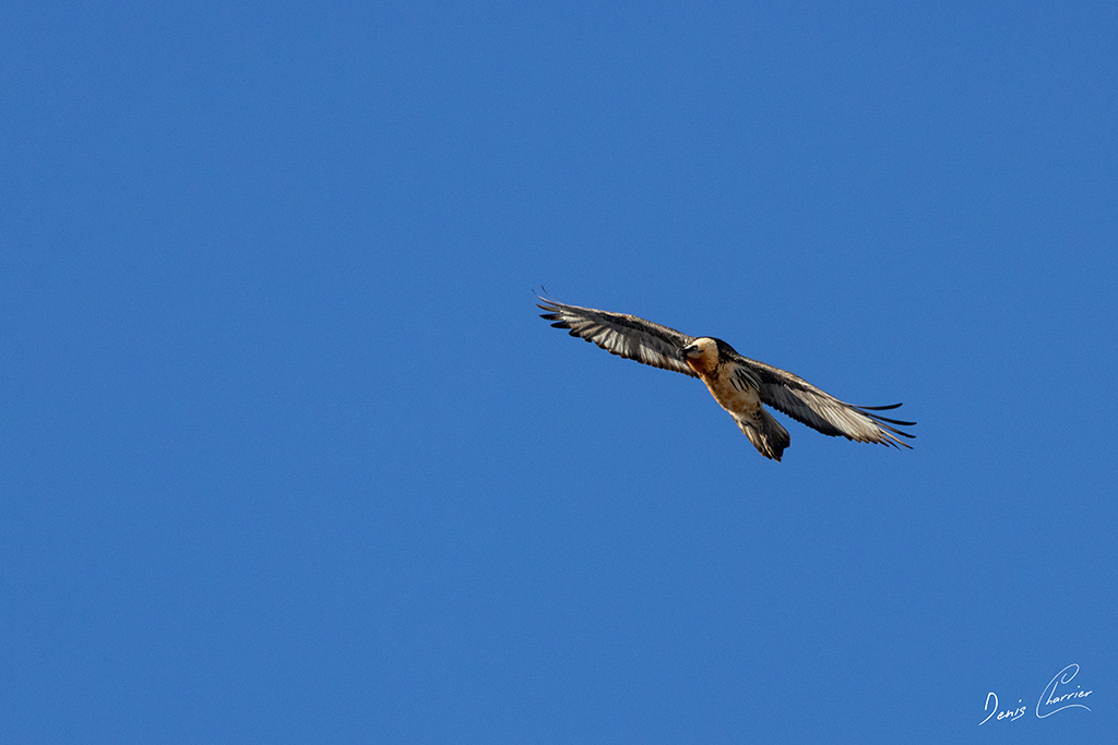 Gypaète barbu en vol au dessus du Mont Bochor, en Vanoise
