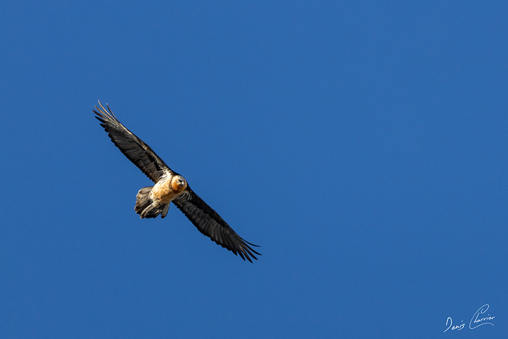 Gypaète barbu en vol au dessus du Mont Bochor, en Vanoise
