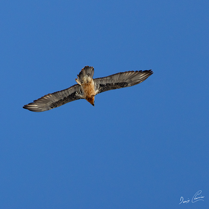 Gypaète barbu en vol au dessus du Mont Bochor, en Vanoise