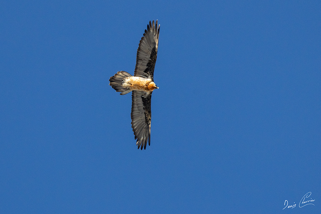 Gypaète barbu en vol au dessus du Mont Bochor, en Vanoise