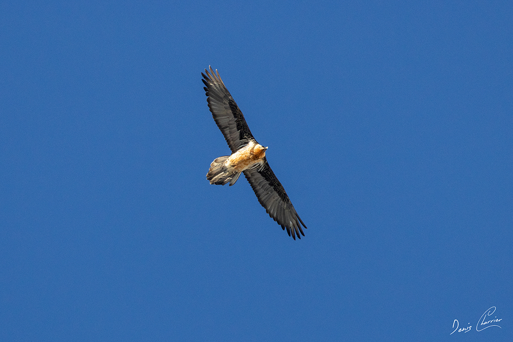 Gypaète barbu en vol au dessus du Mont Bochor, en Vanoise