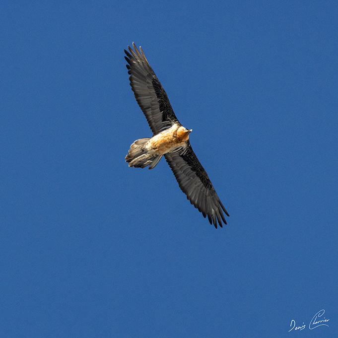 Gypaète barbu en vol au dessus du Mont Bochor, en Vanoise