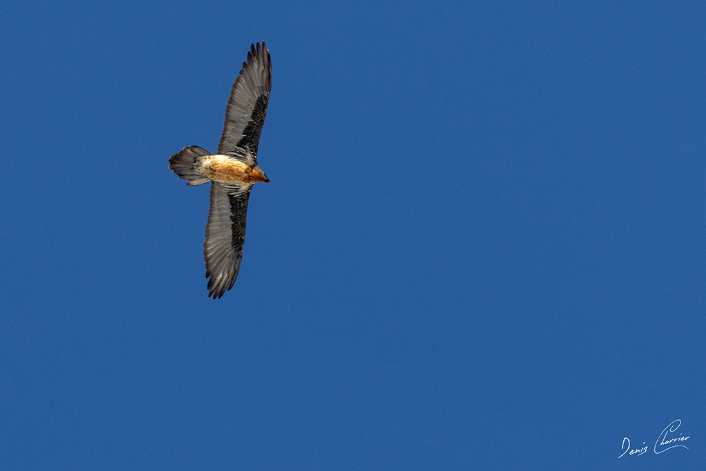 Gypaète barbu en vol au dessus du Mont Bochor, en Vanoise