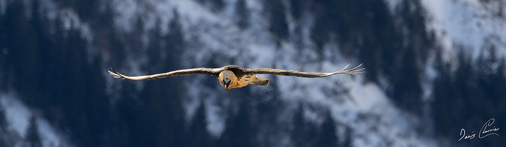 Gypaète barbu en vol au dessus du Mont Bochor, en Vanoise