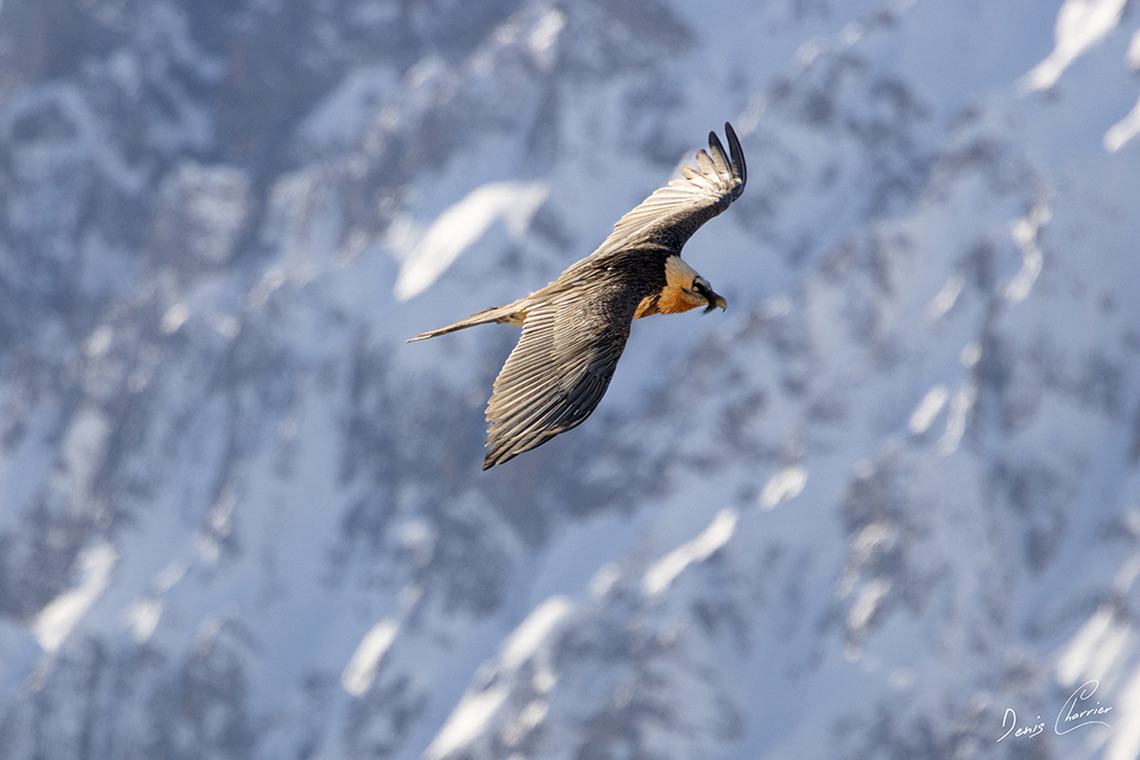 Gypaète barbu en vol au dessus du Mont Bochor, en Vanoise