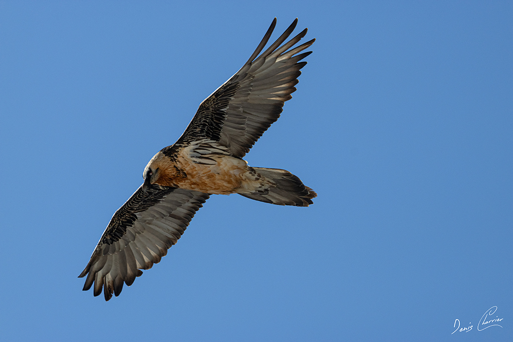 Gypaète barbu en vol au dessus du Mont Bochor, en Vanoise
