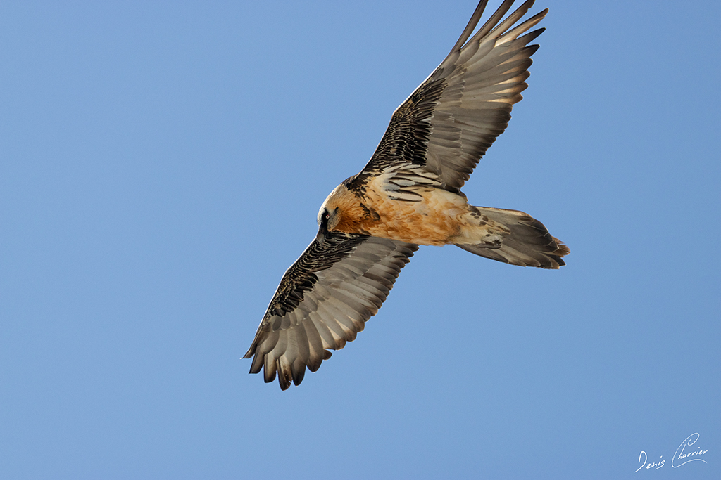 Gypaète barbu en vol au dessus du Mont Bochor, en Vanoise