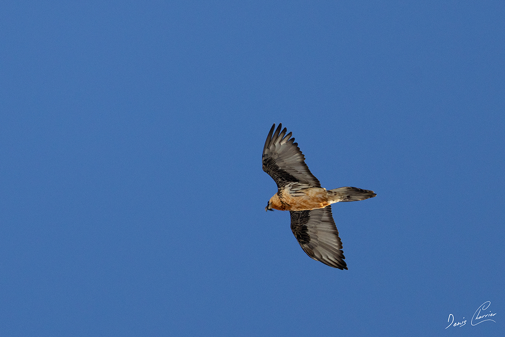 Gypaète barbu en vol au dessus du Mont Bochor, en Vanoise