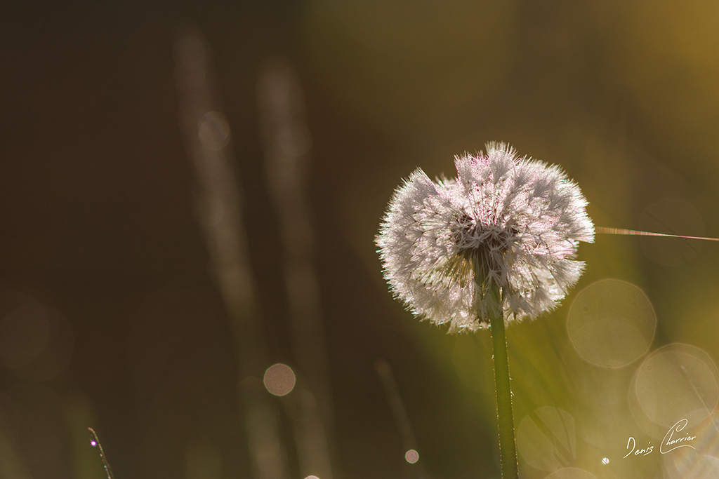 Effet de flare