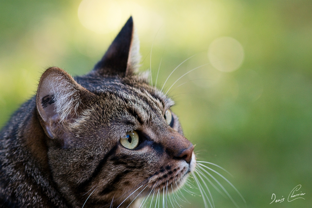 Sora, chat européen tigré