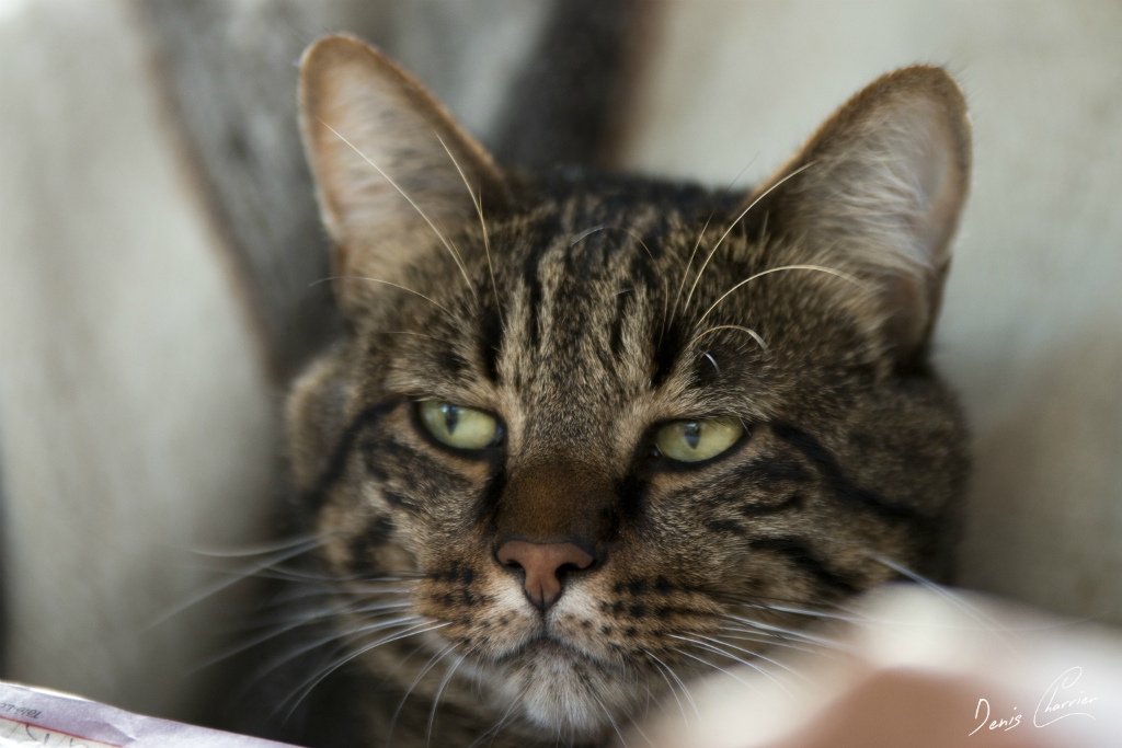 Sora, chat européen tigré