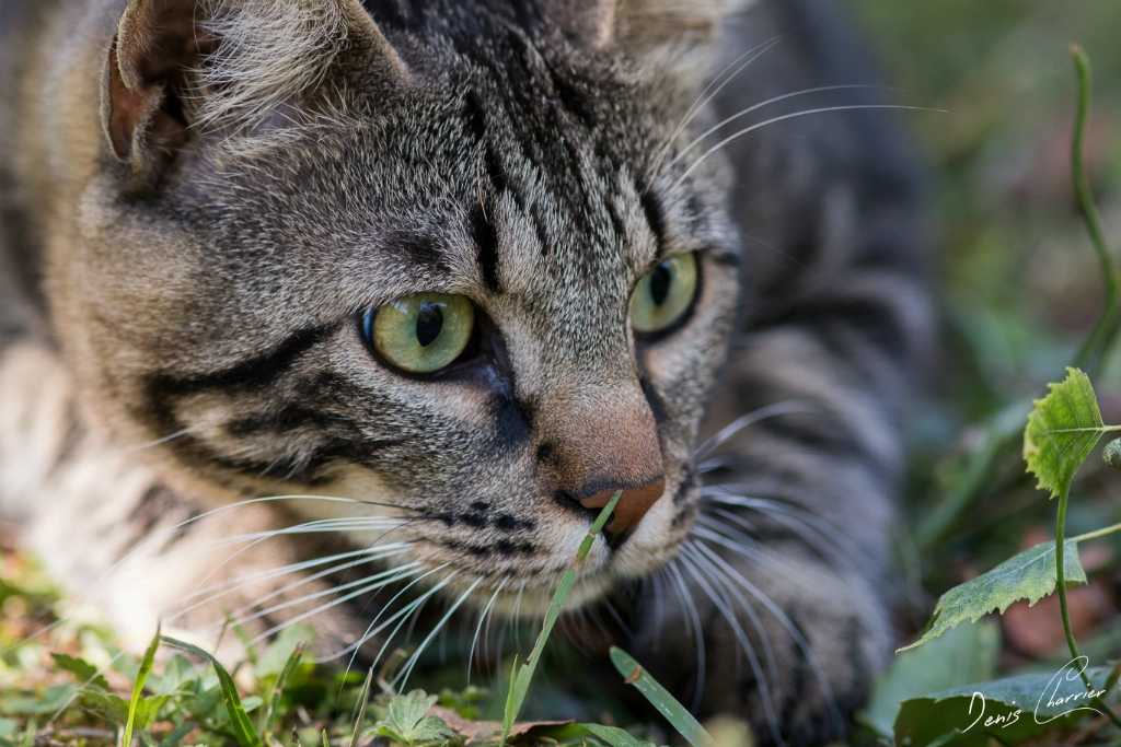 Ventus, chat européen tigré