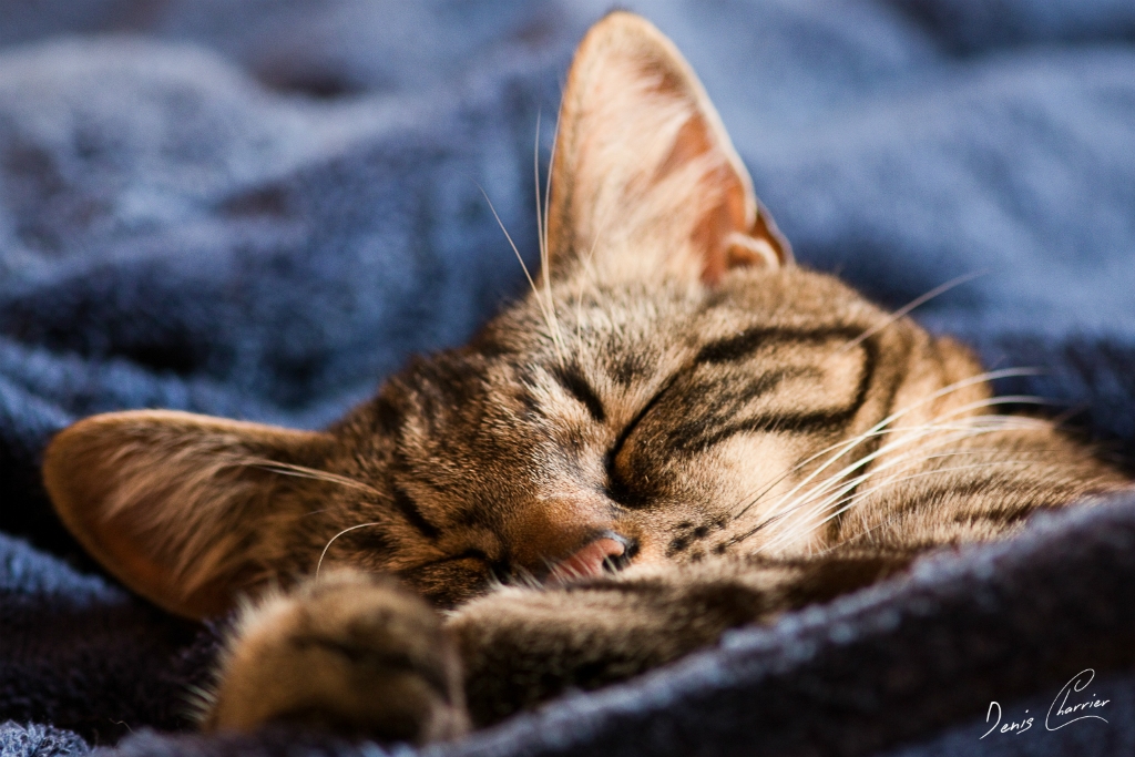 Ventus, chat européen tigré