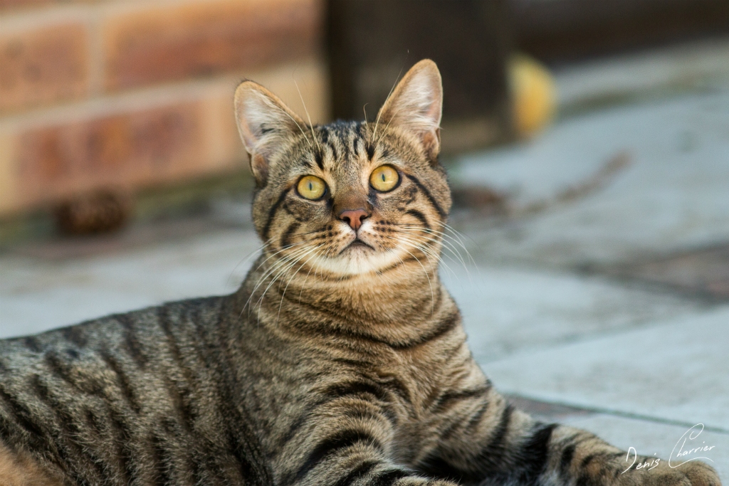 Sora, chat européen tigré