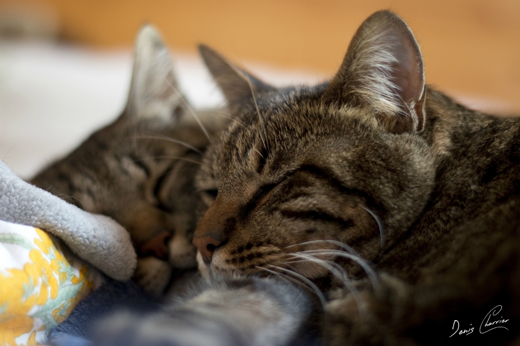 Sora & Ventus, chats européen tigré