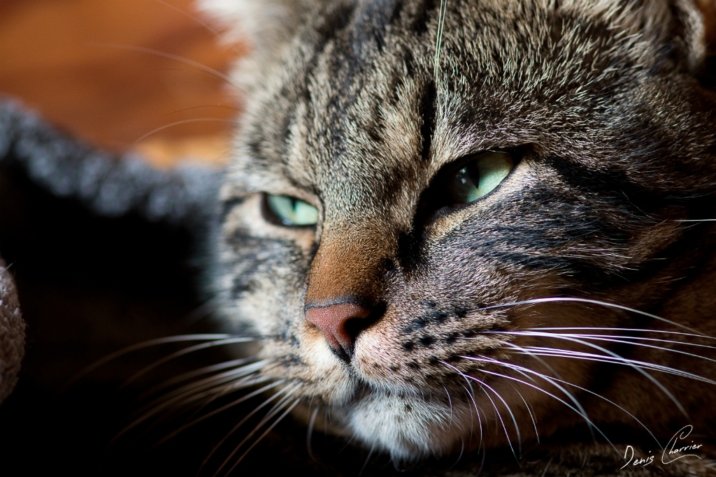 Ventus, chat européen tigré